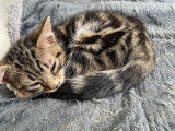 Chatons à vendre