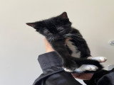 Chatons à vendre