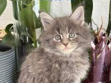 Superbes chatons Maine Coon à vendre