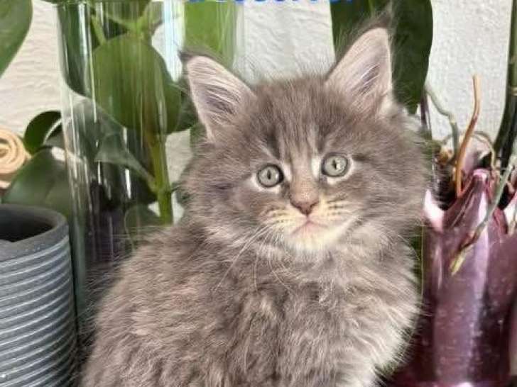 Superbes chatons Maine Coon à vendre