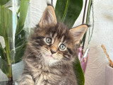Superbes chatons Maine Coon à vendre