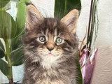 Superbes chatons Maine Coon à vendre