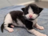 Chaton femelle Maine Coon inscrit au LOOF réservation avril 2026