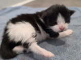 Chaton femelle Maine Coon inscrit au LOOF réservation avril 2026