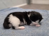 Chaton femelle Maine Coon inscrit au LOOF réservation avril 2026