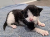 Chaton femelle Maine Coon inscrit au LOOF réservation avril 2026