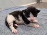 Chaton femelle Maine Coon inscrit au LOOF réservation avril 2026