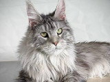Chaton femelle Maine Coon LOOF black silver blotched tabby à vendre