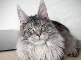 Chaton femelle Maine Coon LOOF black silver blotched tabby à vendre