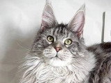 Chaton femelle Maine Coon LOOF black silver blotched tabby à vendre