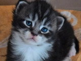 Chaton Maine Coon mâle tabby et blanc à réserver LOOF
