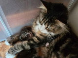 Chaton Maine Coon mâle tabby et blanc à réserver LOOF