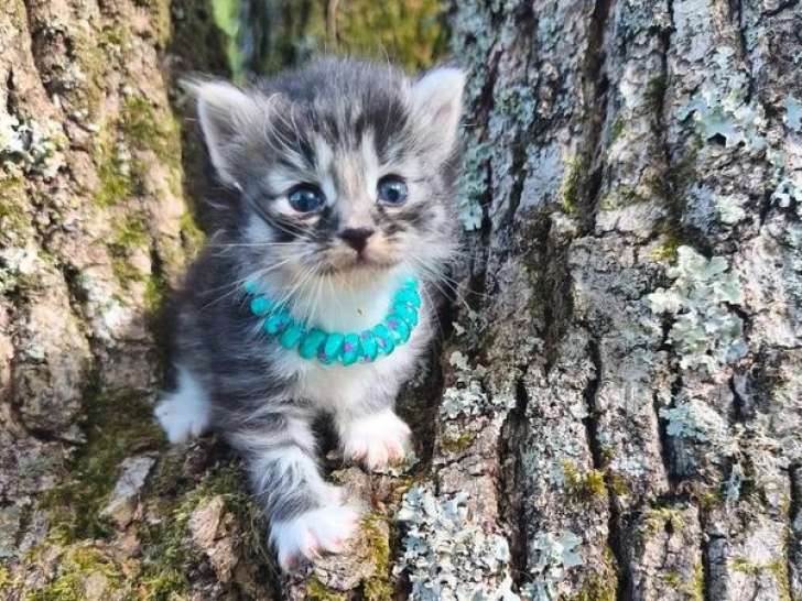 4 chatons Sibériens LOOF à réserver