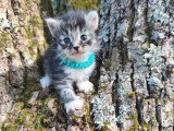4 chatons Sibériens LOOF à réserver