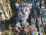 4 chatons Sibériens LOOF à réserver