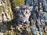 4 chatons Sibériens LOOF à réserver