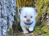 4 chatons Sibériens LOOF à réserver