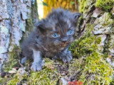 4 chatons Sibériens LOOF à réserver