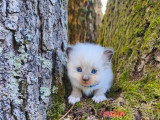 4 chatons Sibériens LOOF à réserver