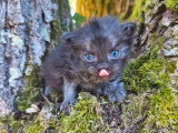 4 chatons Sibériens LOOF à réserver