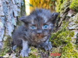 4 chatons Sibériens LOOF à réserver