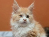 Chaton Maine Coon mâle LOOF brown tortie de mars 2026 en vente