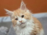 Chaton Maine Coon mâle LOOF brown tortie de mars 2026 en vente