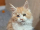 Chaton Maine Coon mâle LOOF brown tortie de mars 2026 en vente