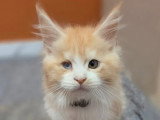 Chaton Maine Coon mâle LOOF brown tortie de mars 2026 en vente