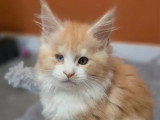 Chaton Maine Coon mâle LOOF brown tortie de mars 2026 en vente