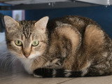 Vicky, jeune chatte à adopter en association