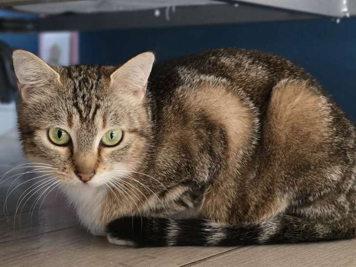 Vicky, jeune chatte à adopter en association