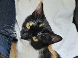 Freya, jolie chatte tricolore à adopter en association
