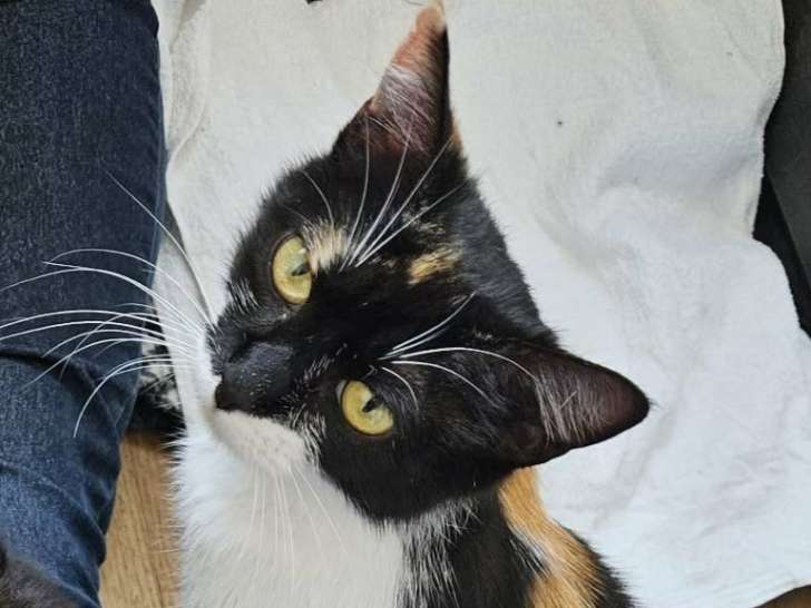 Freya, jolie chatte tricolore à adopter en association