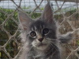 Chaton femelle Maine Coon LOOF de janvier 2026 à vendre