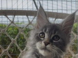 Chaton femelle Maine Coon LOOF de janvier 2026 à vendre