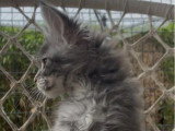 Chaton femelle Maine Coon LOOF de janvier 2026 à vendre