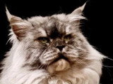 Chaton femelle Maine Coon LOOF de janvier 2026 à vendre