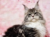 Chaton femelle Maine Coon LOOF de janvier 2026 à vendre