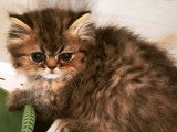 2 chatons Persans mâles non LOOF à réserver, nés en mars 2026