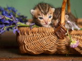 6 chatons Bengal LOOF brown rosetted nés avril 2026 à réserver
