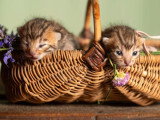 6 chatons Bengal LOOF brown rosetted nés avril 2026 à réserver