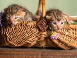 6 chatons Bengal LOOF brown rosetted nés avril 2026 à réserver