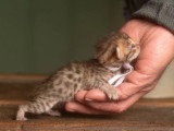 6 chatons Bengal LOOF brown rosetted nés avril 2026 à réserver