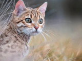 6 chatons Bengal LOOF brown rosetted nés avril 2026 à réserver