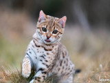 6 chatons Bengal LOOF brown rosetted nés avril 2026 à réserver