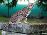 6 chatons Bengal LOOF brown rosetted nés avril 2026 à réserver