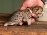 6 chatons Bengal LOOF brown rosetted nés avril 2026 à réserver
