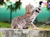 6 chatons Bengal LOOF brown rosetted nés avril 2026 à réserver