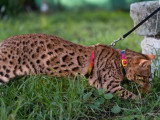 6 chatons Bengal LOOF brown rosetted nés avril 2026 à réserver